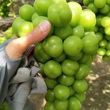 聊城精品葡萄阳光玫瑰产地直发货源充足价格便宜