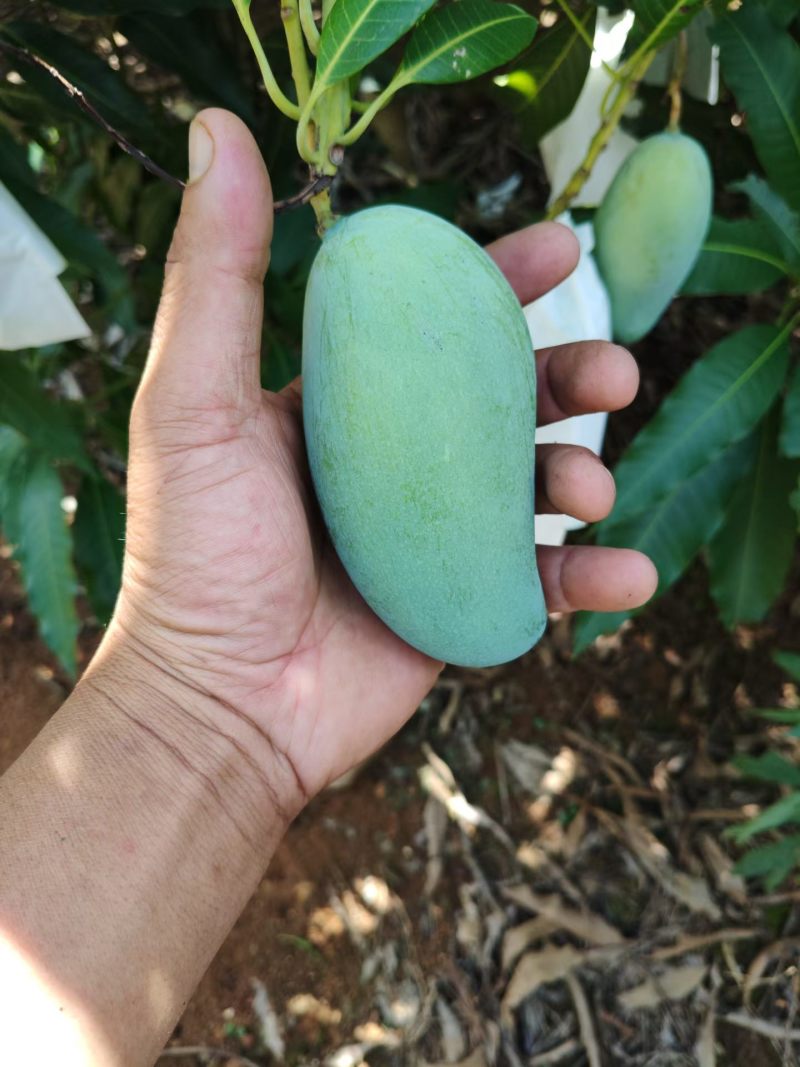 桂七芒