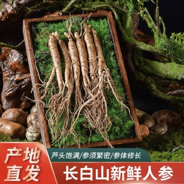 【正宗长白山鲜人参】现挖现售产地直发批发