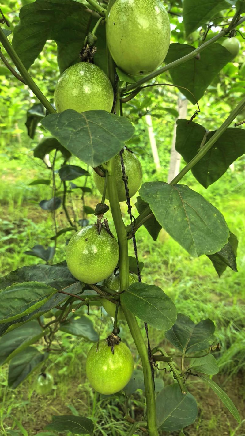 黄金百香果