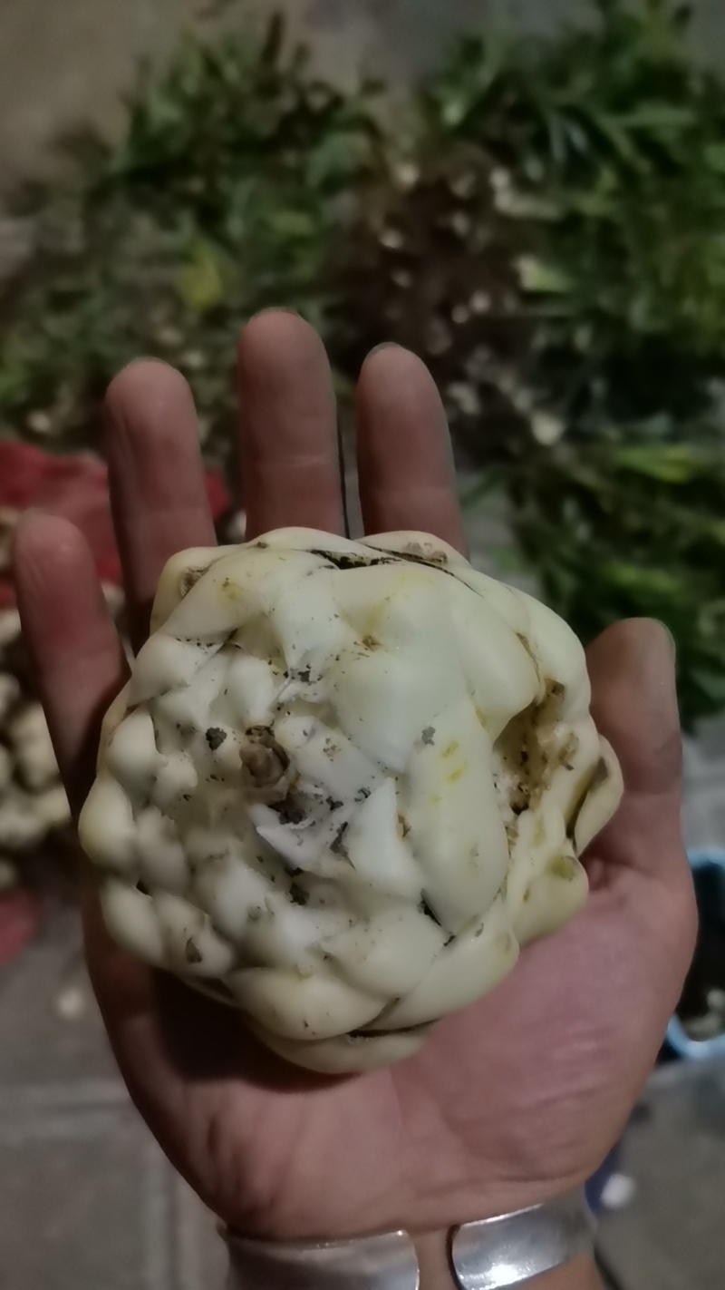 诚信2-5两货