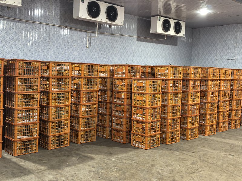 【推荐】金钻凤梨云南凤梨产地一手货源对接全国
