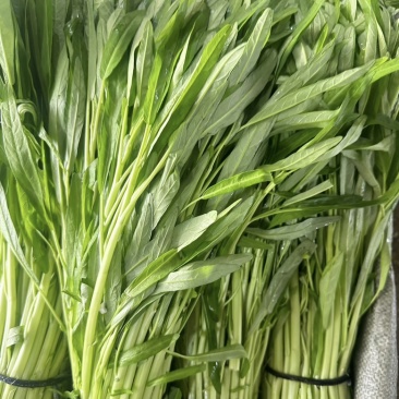 大棚精品空心菜