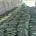 贵州密刺黄瓜青瓜大量上市基地直发保质保量一条龙服务