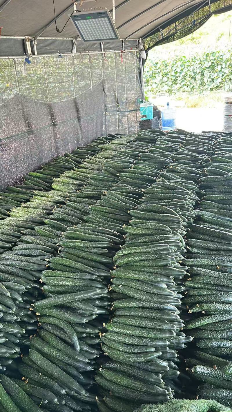贵州密刺黄瓜青瓜大量上市基地直发保质保量一条龙服务