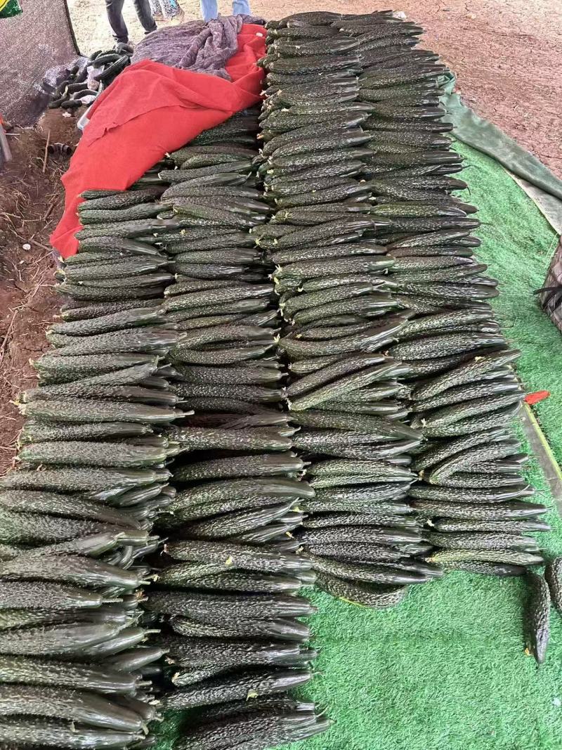 贵州密刺黄瓜青瓜大量上市基地直发保质保量一条龙服务