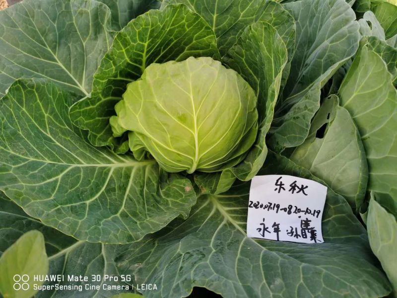 乐秋暄甘蓝华耐春秋绿耐热甘蓝种子亮绿球丰产品质