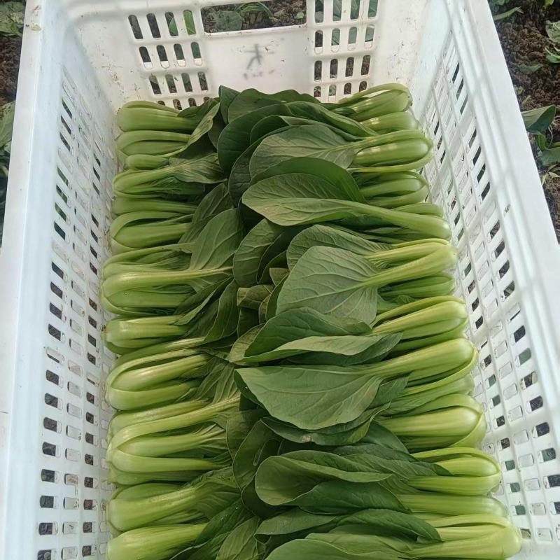 上海青