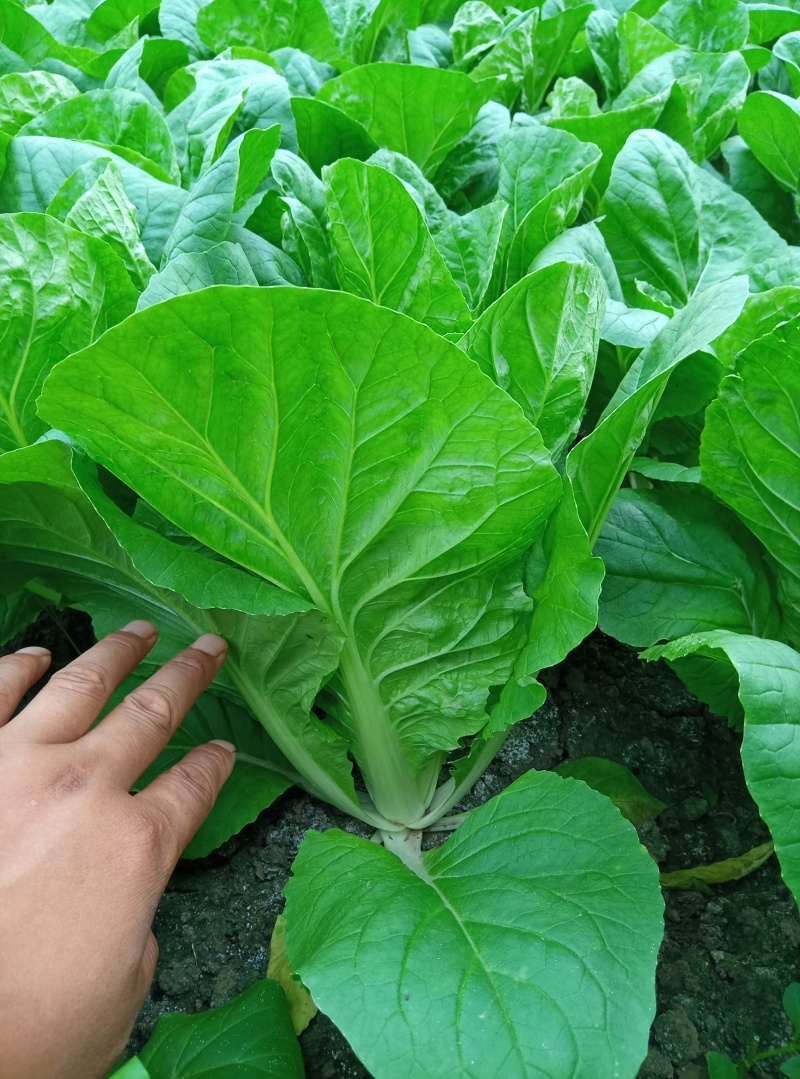 精品杭白菜