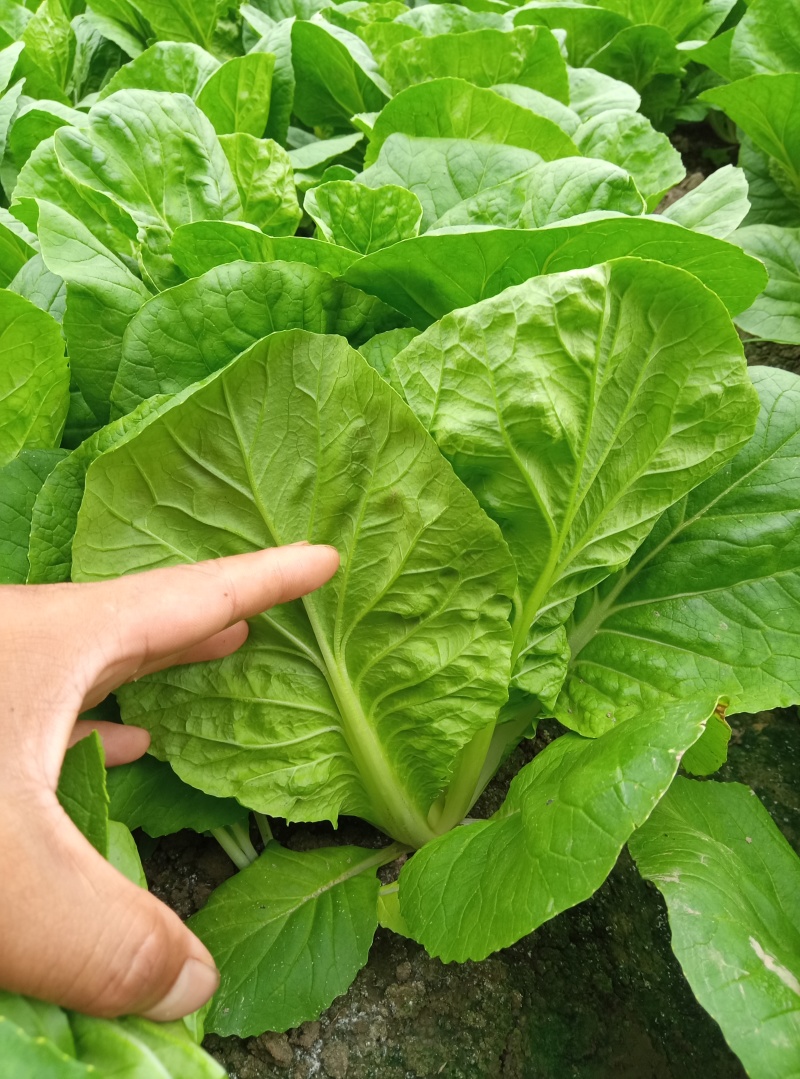精品杭白菜