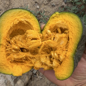宁夏贝贝南瓜大量上市产地直发量大价优欢迎随时联系看货！