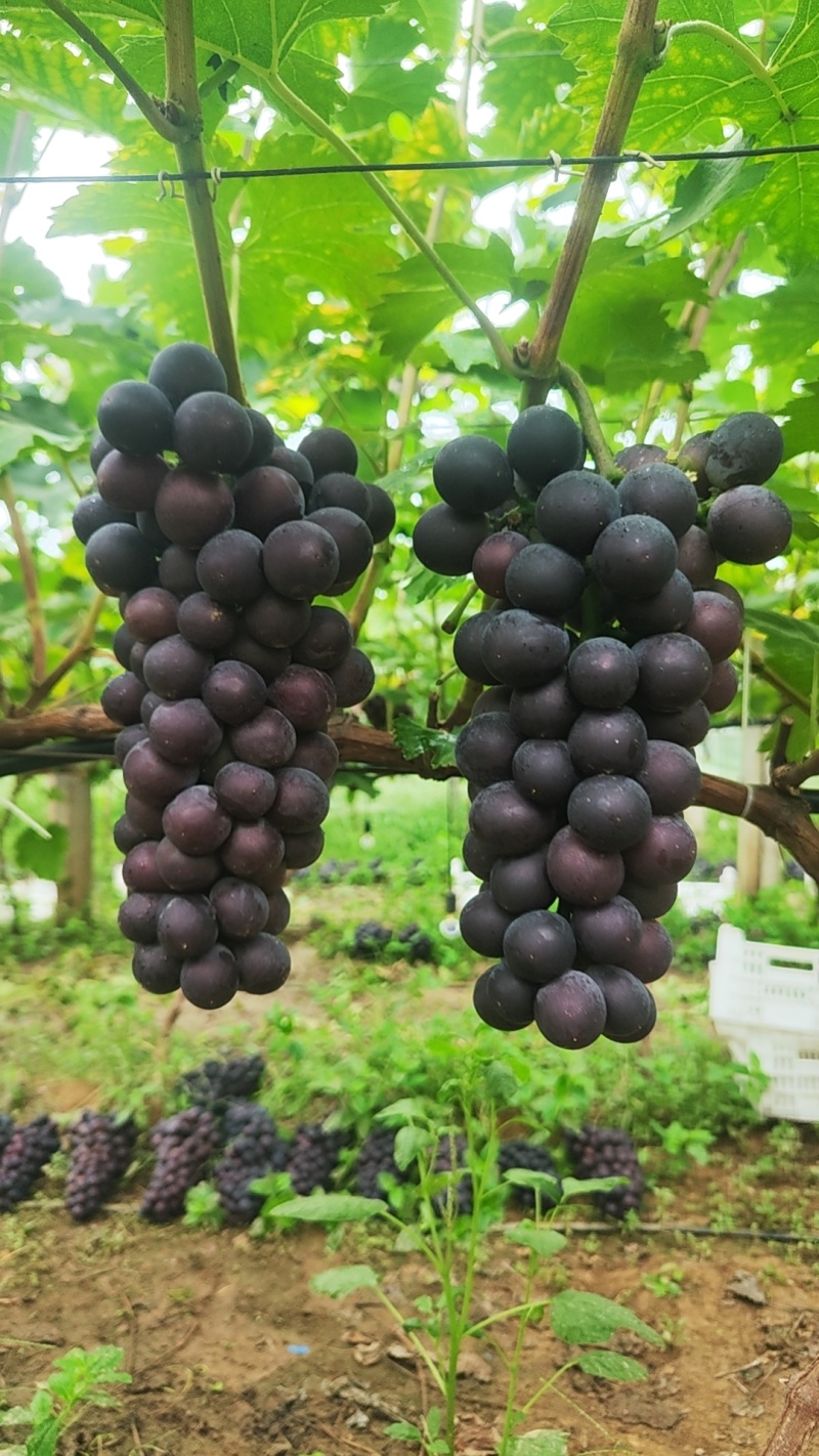 山东临沂优质巨峰葡萄大量上市