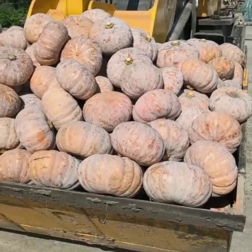 盘龙204南瓜贝贝磨盘品质**