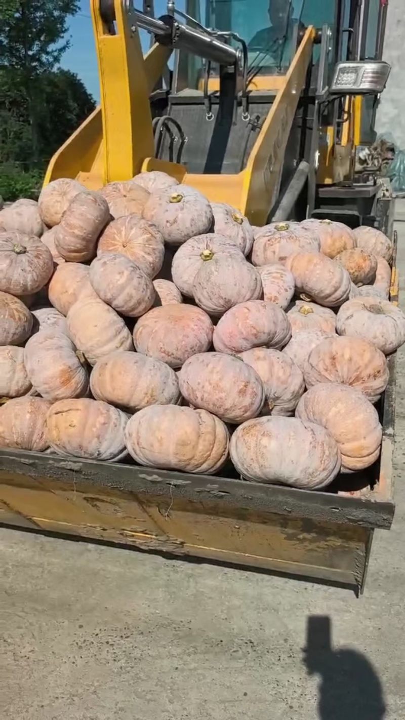 盘龙204南瓜贝贝磨盘品质**
