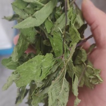 薄荷精品薄荷叶批发各种规格薄荷质量保证量大从优