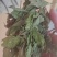 薄荷精品薄荷叶批发各种规格薄荷质量保证量大从优