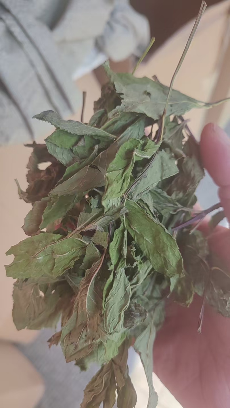 薄荷精品薄荷叶批发各种规格薄荷质量保证量大从优