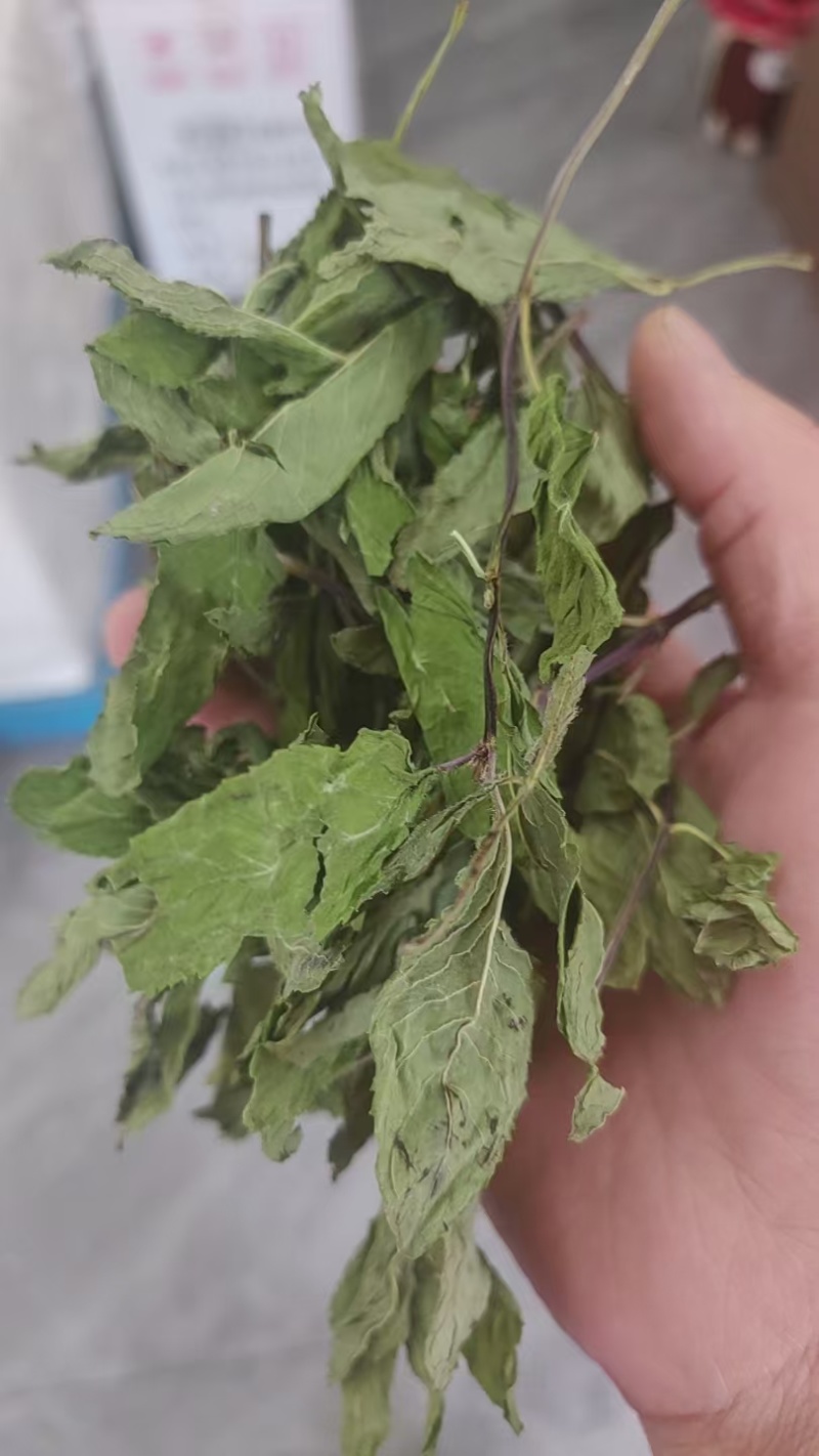 薄荷精品薄荷叶批发各种规格薄荷质量保证量大从优
