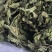 薄荷精品薄荷叶批发各种规格薄荷质量保证量大从优