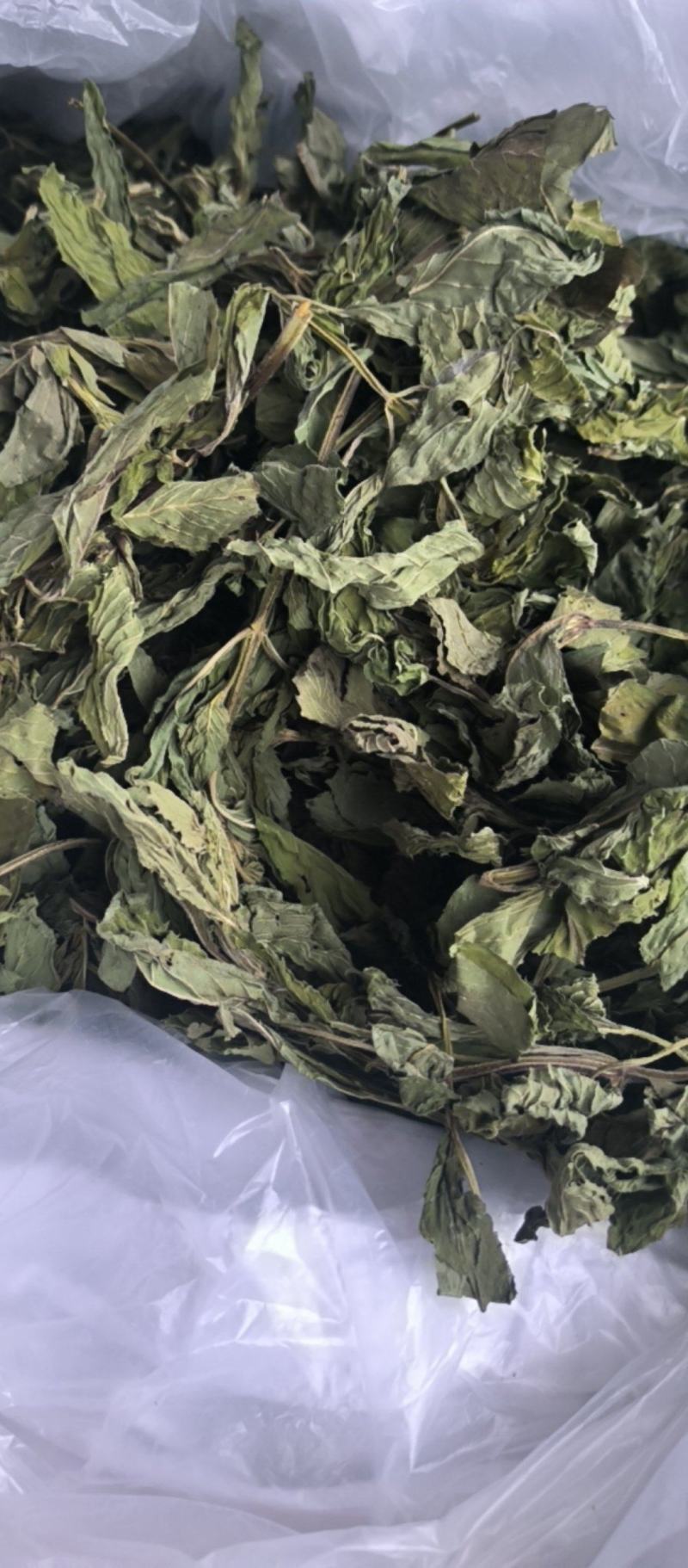 薄荷精品薄荷叶批发各种规格薄荷质量保证量大从优