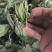 薄荷精品薄荷叶批发各种规格薄荷质量保证量大从优
