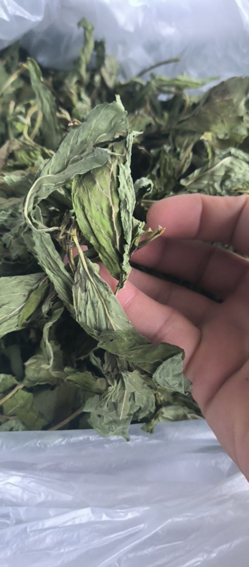 薄荷精品薄荷叶批发各种规格薄荷质量保证量大从优
