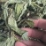 薄荷精品薄荷叶批发各种规格薄荷质量保证量大从优