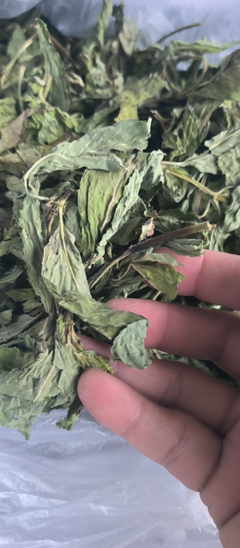 薄荷精品薄荷叶批发各种规格薄荷质量保证量大从优
