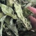 薄荷精品薄荷叶批发各种规格薄荷质量保证量大从优