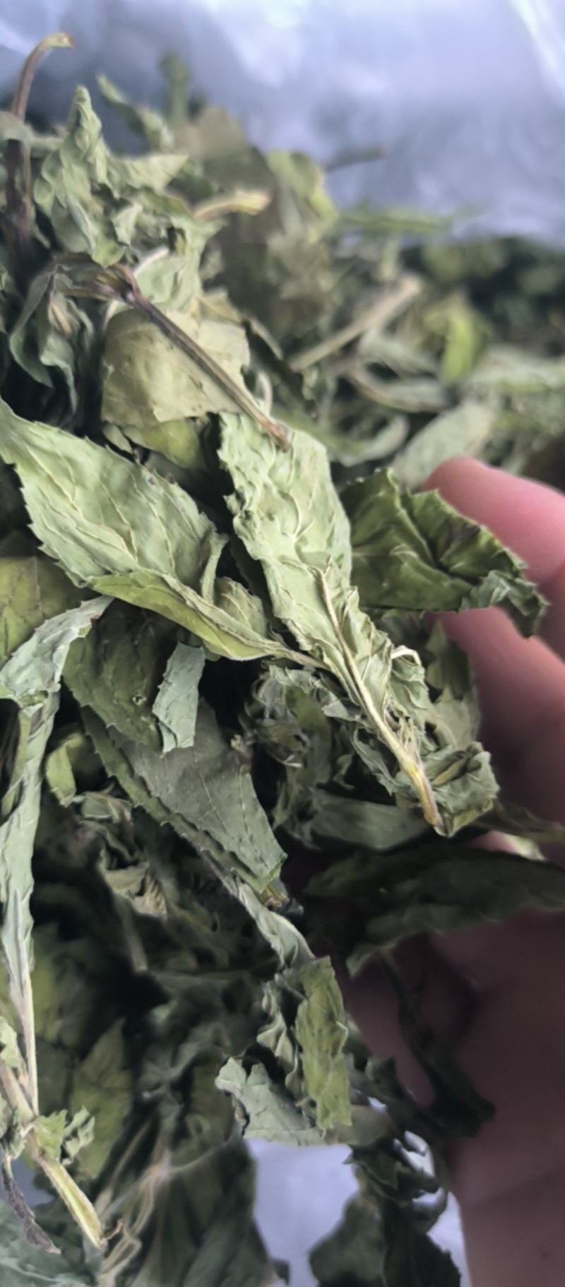 薄荷精品薄荷叶批发各种规格薄荷质量保证量大从优