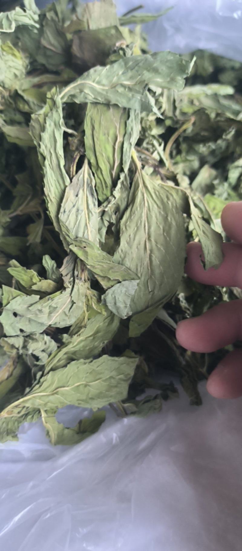 薄荷精品薄荷叶批发各种规格薄荷质量保证量大从优