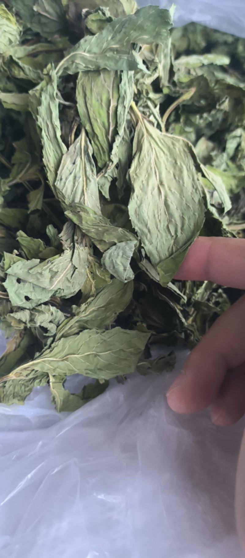 薄荷精品薄荷叶批发各种规格薄荷质量保证量大从优