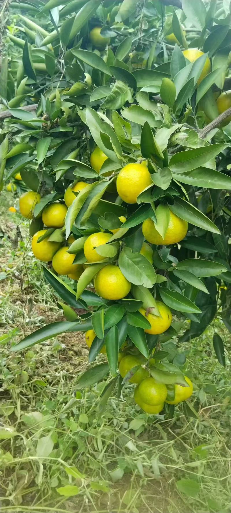 云南蜜橘，入口化渣，果面干净