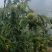 板栗批发