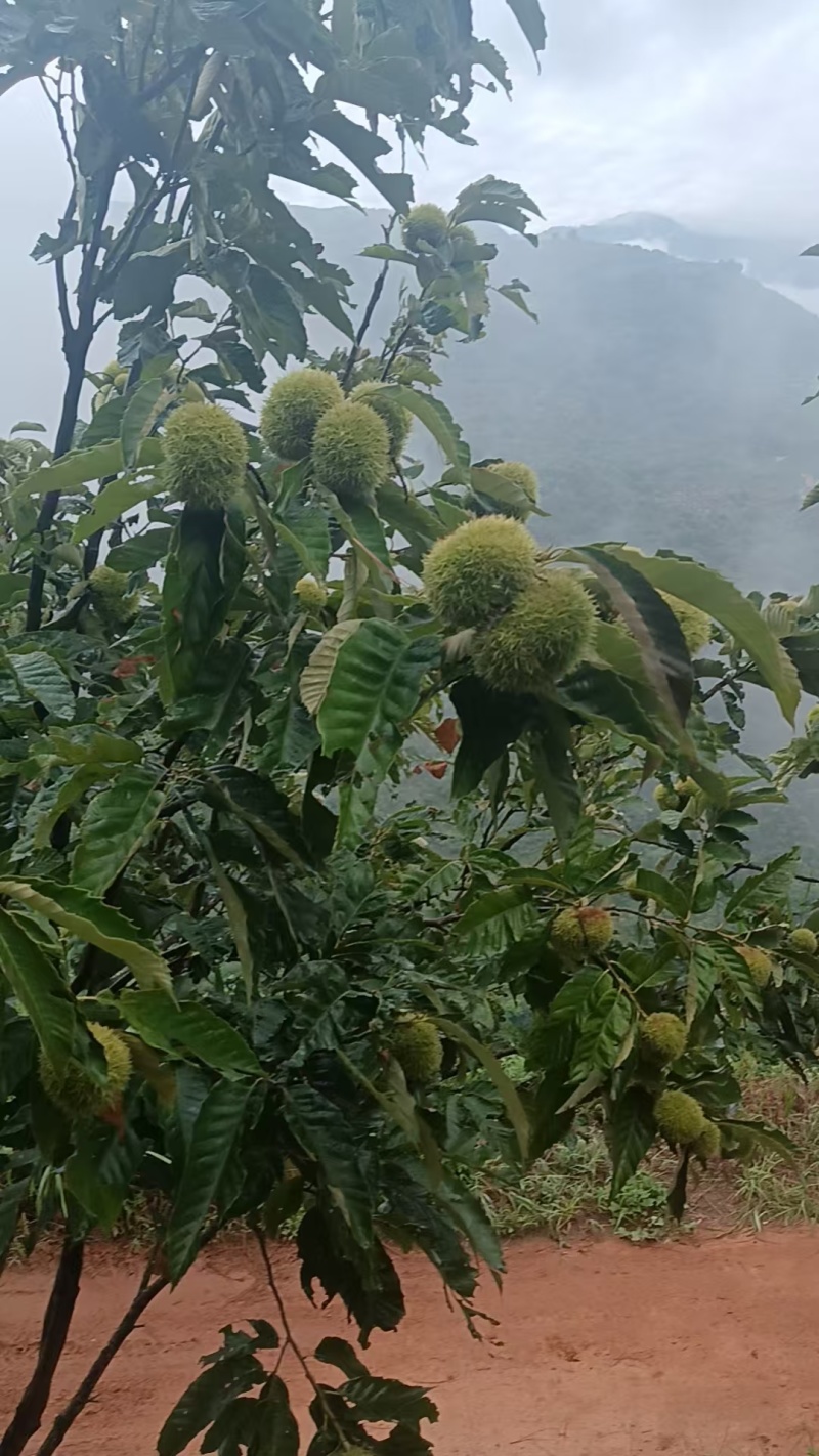板栗批发