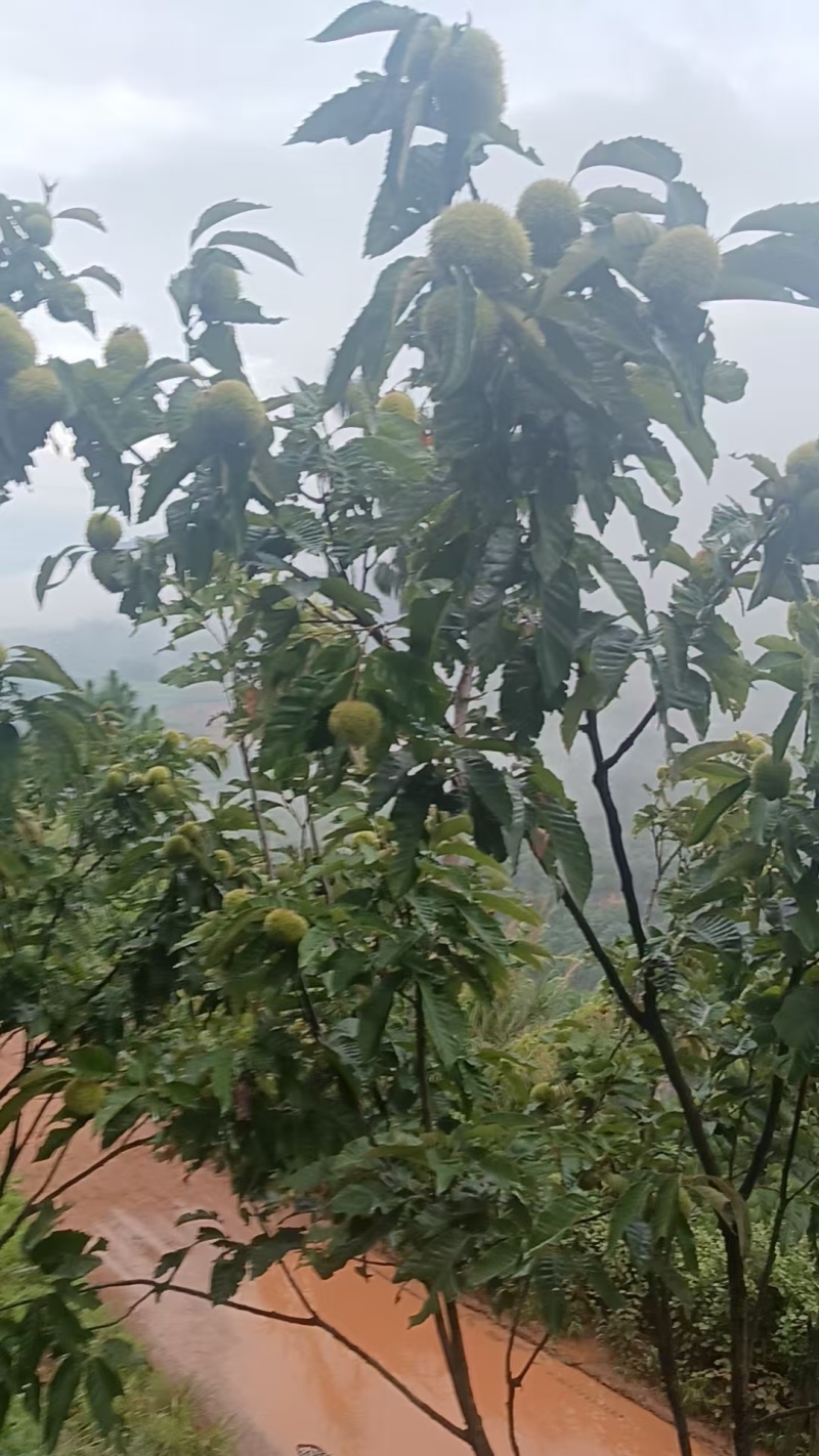 板栗批发