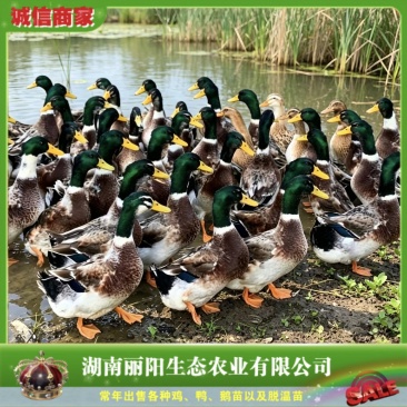 绿头鸭苗/青头鸭苗/大种麻鸭苗/提供养殖技术