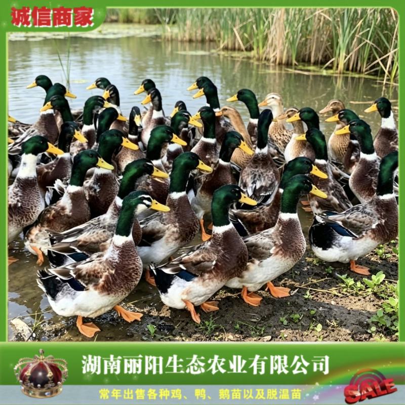 绿头鸭苗/青头鸭苗/大种麻鸭苗/提供养殖技术