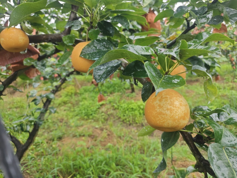 翠冠梨通货