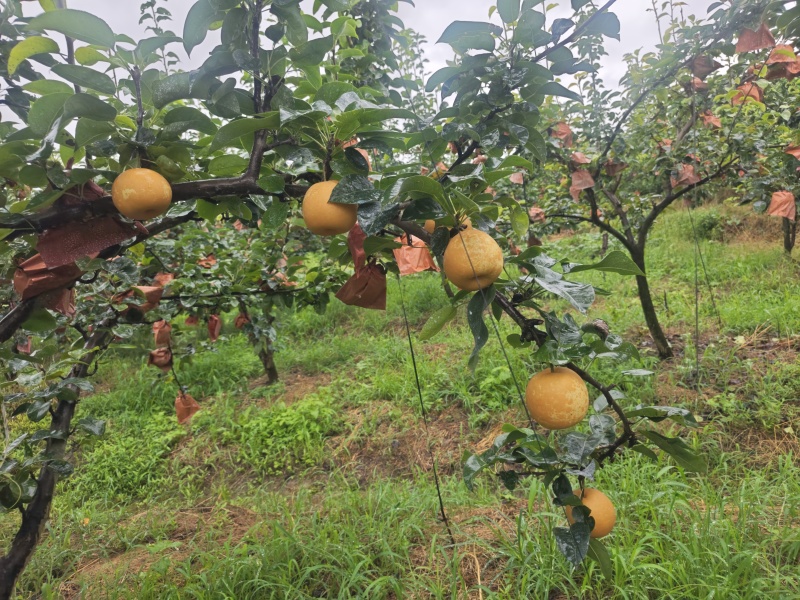 翠冠梨通货