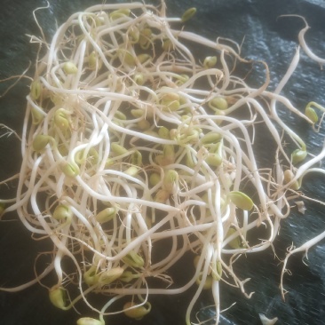清水豆芽