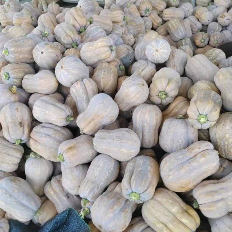 湖北小南瓜金香花生南瓜产地一手货源实力代发全国