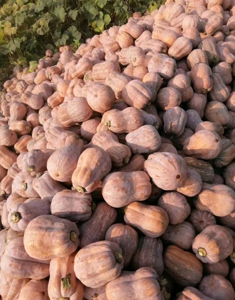 湖北小南瓜金香花生南瓜产地一手货源实力代发全国
