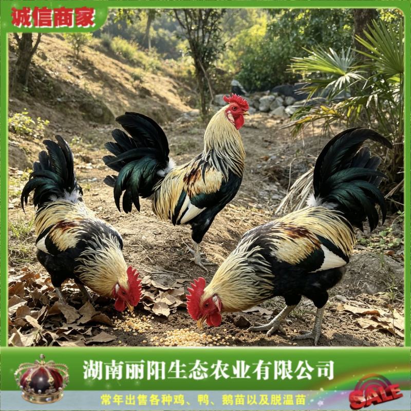 厂家直销鹊山鸡苗/纯种鹊山鸡苗/打了出壳疫苗