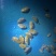 河里的薄壳