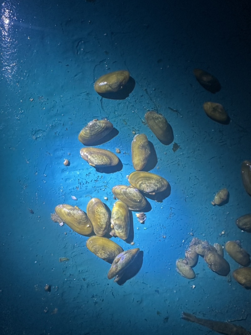 河里的薄壳