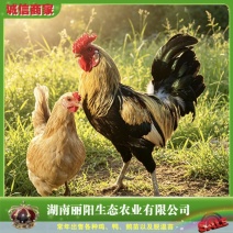 鹊山鸡苗纯种鹊山鸡/好养活适合放养提供养殖技术