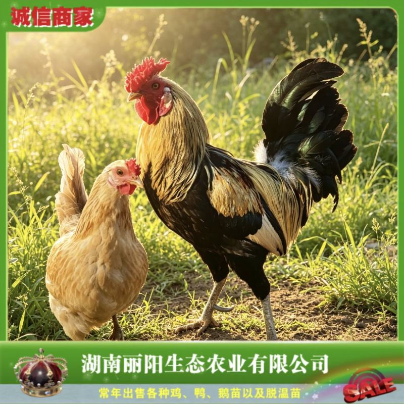 鹊山鸡苗纯种鹊山鸡/好养活适合放养提供养殖技术
