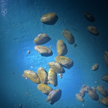 河里的薄壳