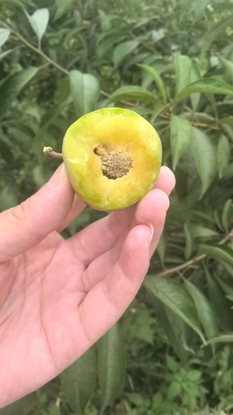 青脆李